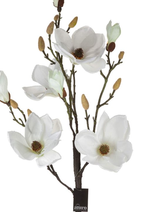 Magnolia biała w doniczce_Aluro