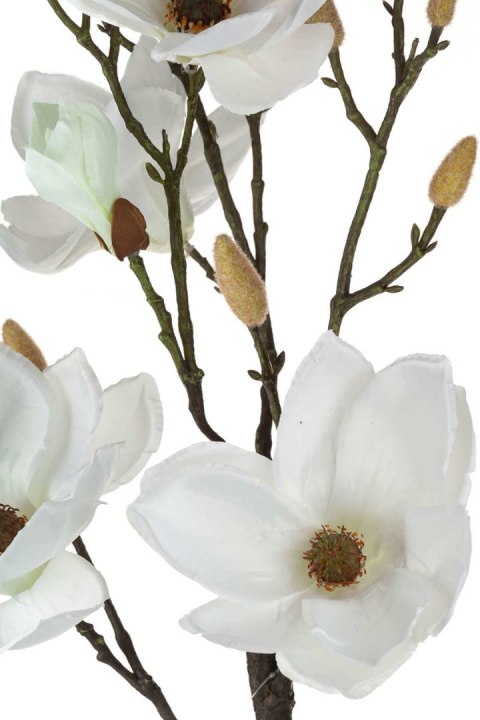 Magnolia biała w doniczce_Aluro