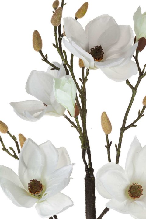 Magnolia biała w doniczce_Aluro