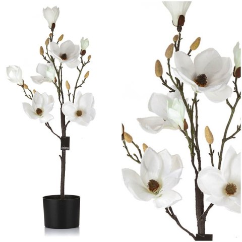 Magnolia biała w doniczce_Aluro